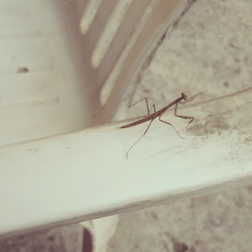 praying mantis